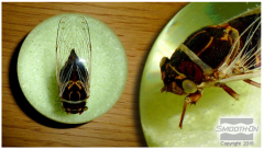 Epoxacast 690 UV Dayanımlı Optik Şeffaf Döküm Tipi Epoksi Reçine