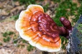 Reishi Mantarı Nedir? Reishi Mantarı Faydaları Nelerdir?