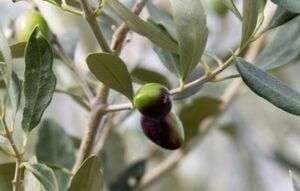 Zeytin Yaprağını'nın Mucizevi Faydası