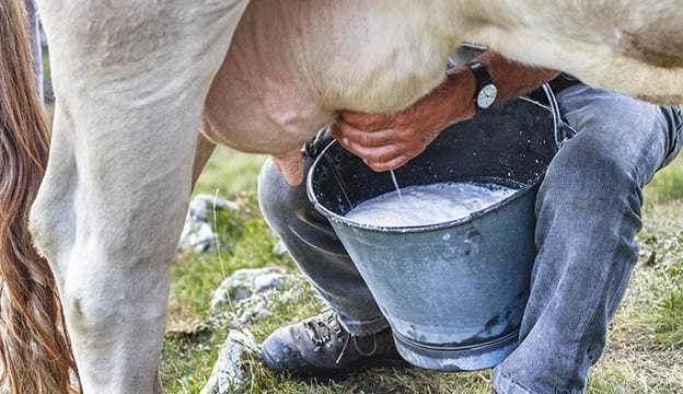 Süt İneklerinde Yüksek Süt Verimi mi Verim Ömrü mü?