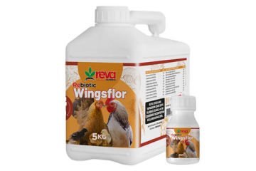 Reva Rebiotic Wingsflor Probiotic 5 Litre