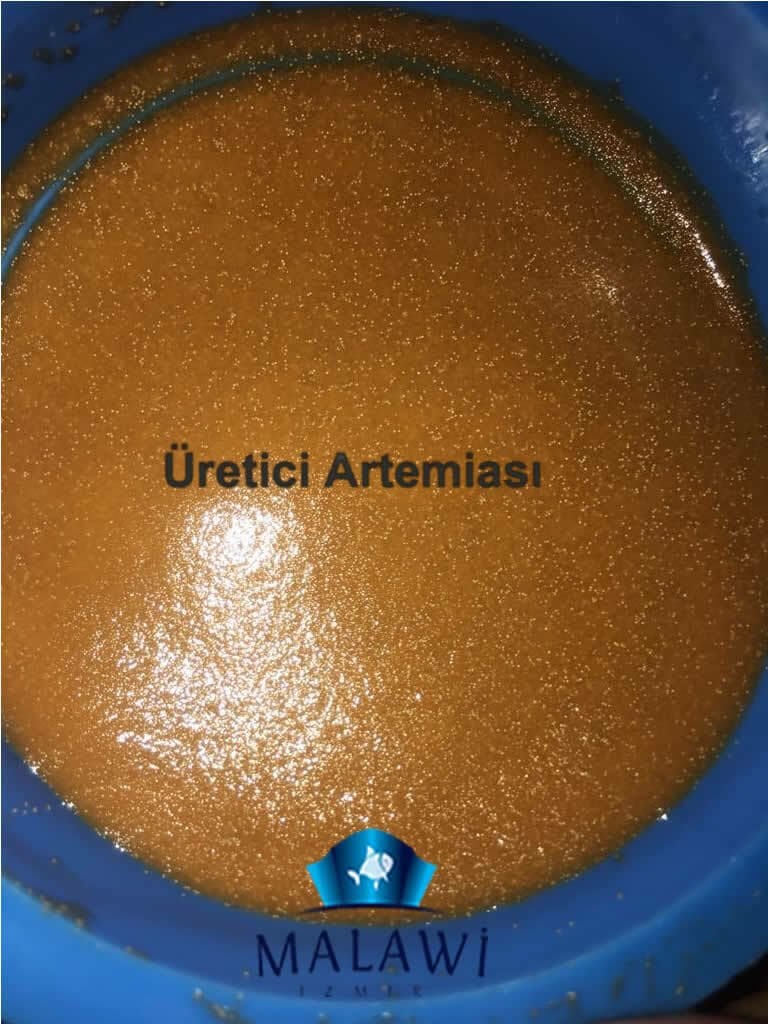 Üretici Artemiası %80 Açılımlı 500 GR