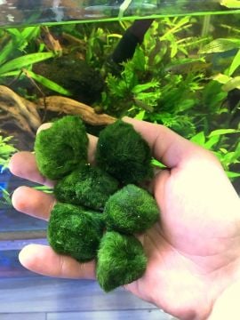 Marimo Moss Ball Yosun Topu 1 Adet 1-2cm