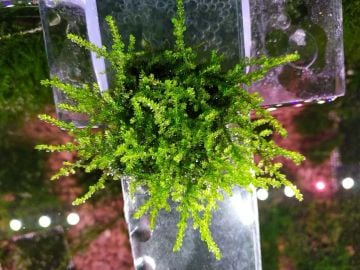 Vesicularia Reticulata(Erect Moss) Cup (Adet)