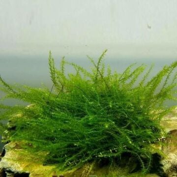 Drepanocladus Aduncus (Bubble Moss) Cup (Adet)