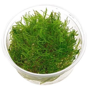 Taxiphyllum Alternans (Taiwan Moss) Cup (Adet)