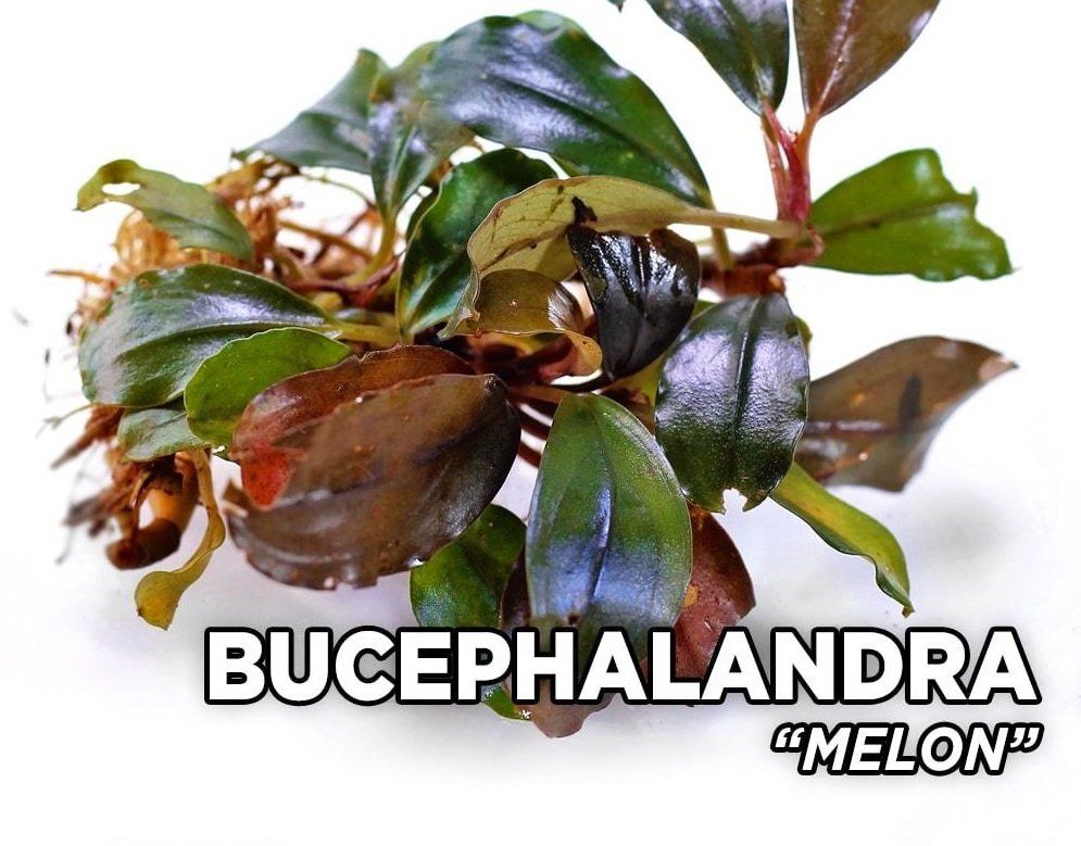Bucephalandra ''Melon'' (Saksı)