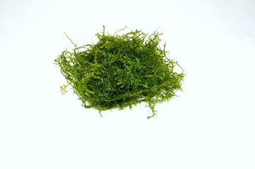 Christmas Moss Cup (Adet)