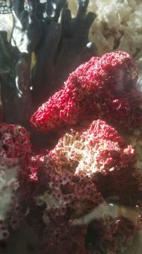 Kırmızı Mercan Akvaryum Dekoru 1 Kg