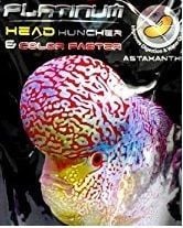 Flowerhorn Head Huncher 100 GR