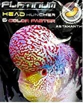 Flowerhorn Head Huncher 25 GR