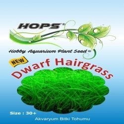 Dwaif Hairgrass