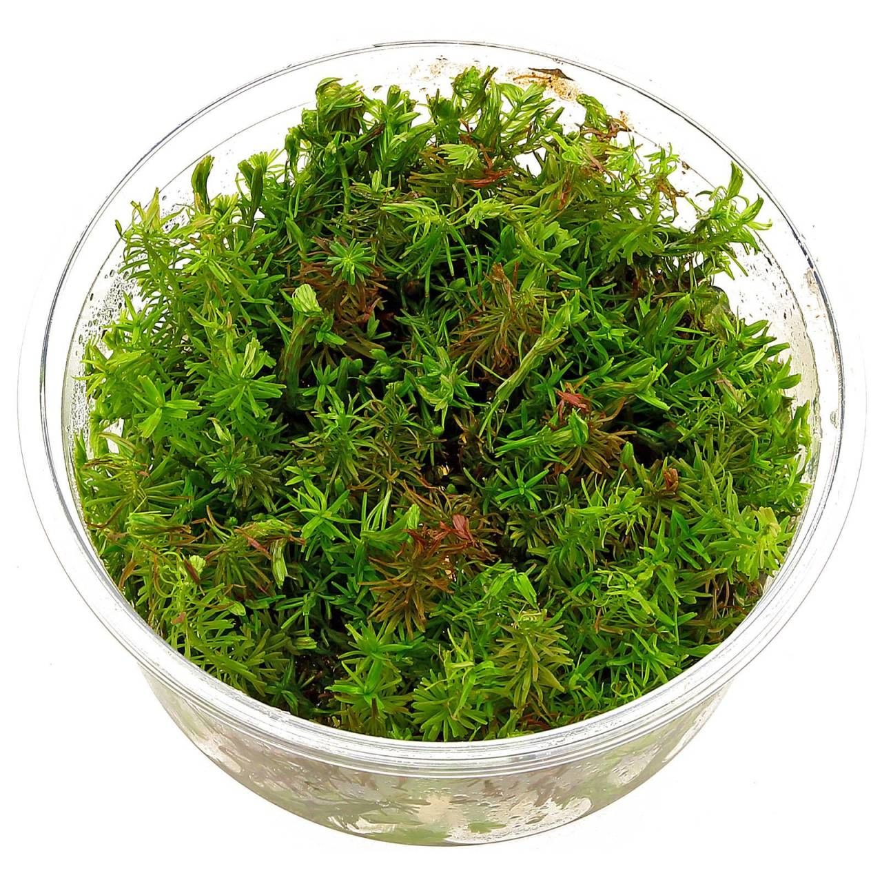 Hortilab Rotala wallichii Cup