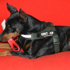 Kale K9 Harness Köpek Göğüs Tasması Kırmızı