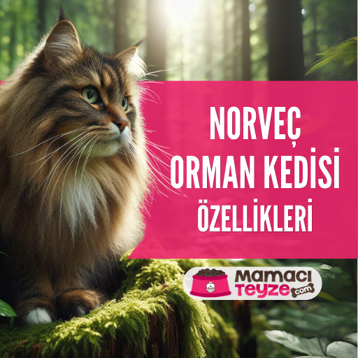 Norveç Orman Kedisi Özellikleri ve Bakımı