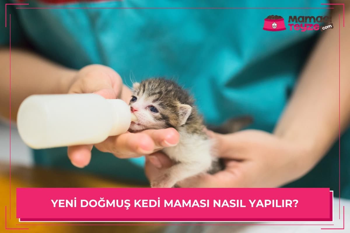 Yeni Doğmuş Kedi Maması Nasıl Yapılır?