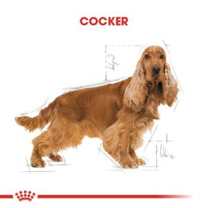 Royal Canin Cocker Adult Özel Irk Yetişkin Köpek Mamasi 3 Kg