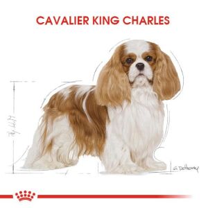 Royal Canin Cavalier King Charles Yetişkin Köpek Mamasi 1,5 Kg