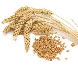 Organik Aşurelik Buğday 500 gr