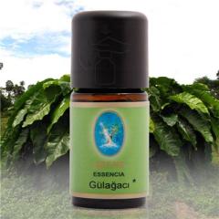 Gülağacı Yağı  Organik 5 ml