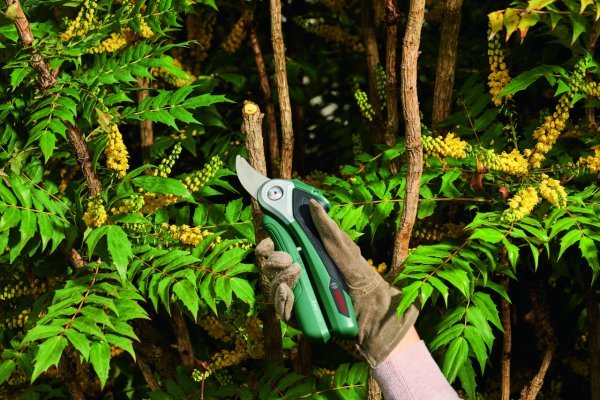EasyPrune 0.600.8B2.000