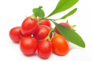 Goji Berry Ağacı Kaç Günde 1 sulanır?