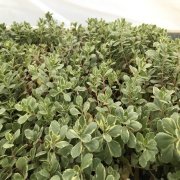 Sedum Makineo No 43 (5.5 luk Saksıda)