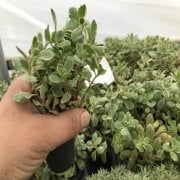 Sedum Makineo No 43 (5.5 luk Saksıda)