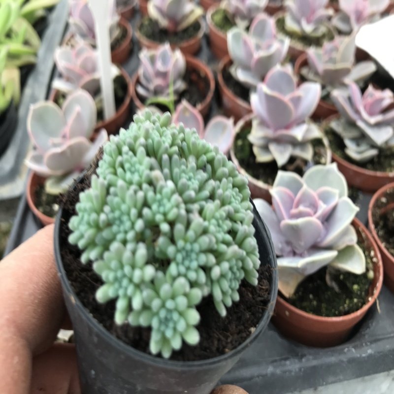 Sedum Green Big Top No 40/1 (5.5 luk Saksıda)