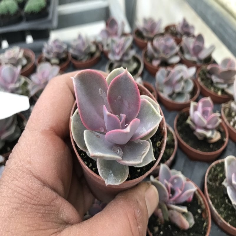 Echeveria Perle Von Nurnberg Pink Snow No 38 (5.5 luk Saksıda)