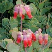 Kalanchoe Marnieriana No 37 (5.5 luk Saksıda)