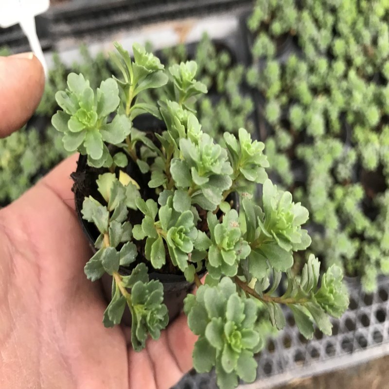 Sedum Spurim Green  No 35 (5.5 luk Saksıda)