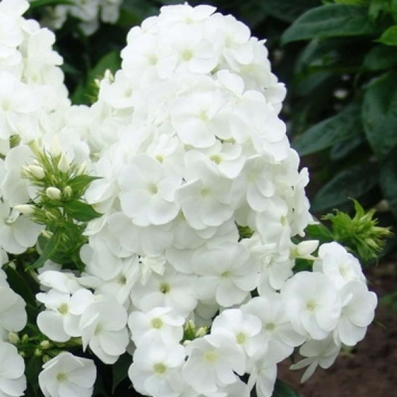 Adessa  White Beyaz Renkli Floks Çiçeği Fidesi (5 adet)