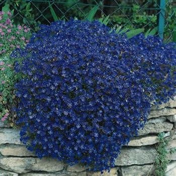 Mavi Renkli Aubrieta Obrizya Çiçeği Tohumu (30 tohum)