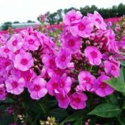 Adessa Rose Eye Pembe Çiçekli Floks Çiçeği Fidesi (5 adet)