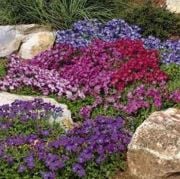 Karışık Renkli Kraliyet Halısı Obrizya Çiçeği Tohumu (80 tohum)