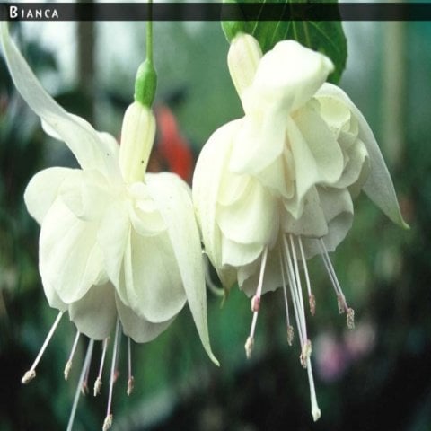 Bianca Fuchsia Sarkıcı Küpe Çiçeği Fidesi (2 adet)