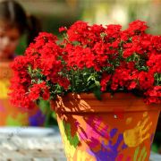 Saksılık Kırmızı Samira Red Burgundy Mine Çiçeği Fidesi (3 adet)