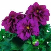 Sınırlı Stok Lubega Violet Dahlia Çiçeği Fidesi (3 adet)