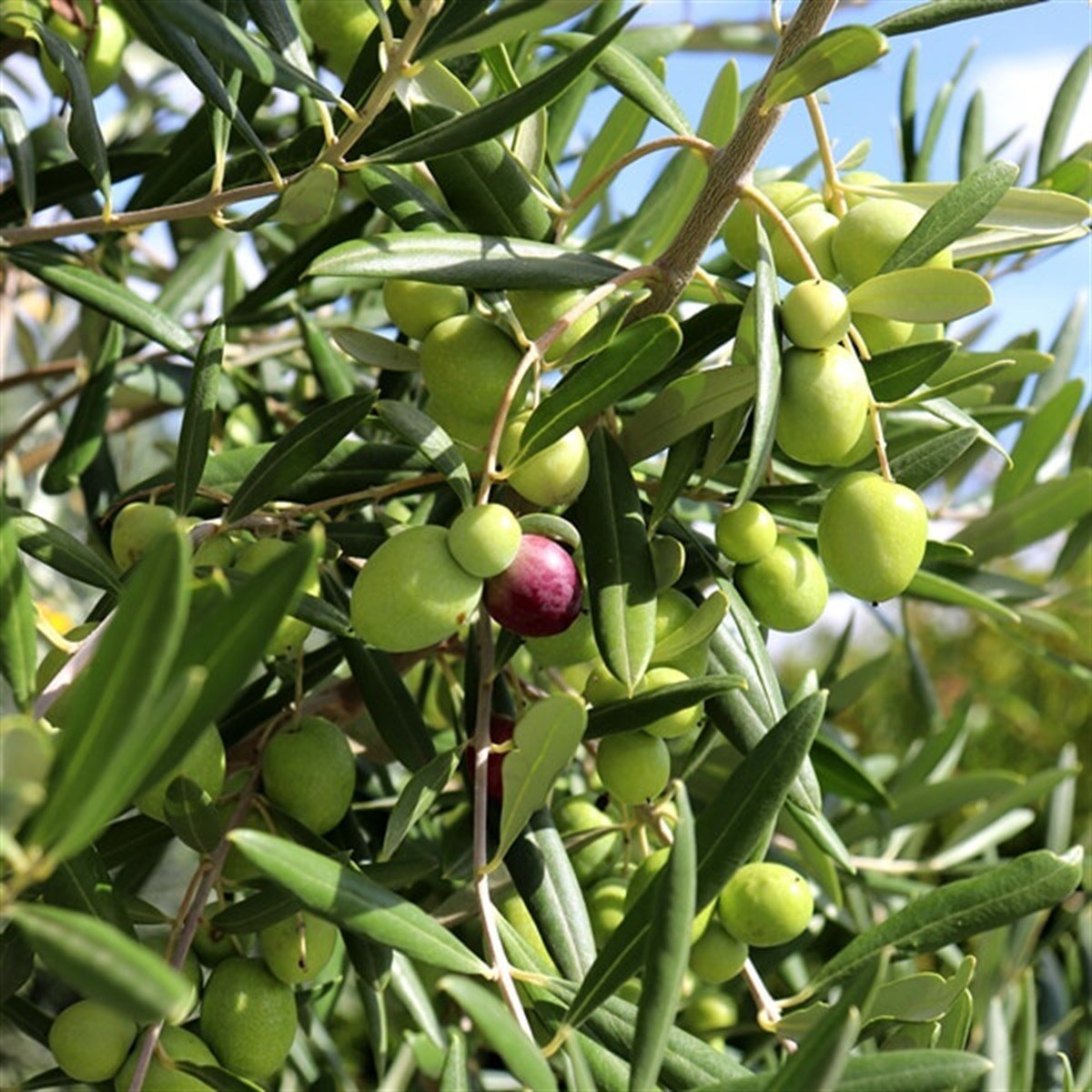 Büyük Gemlik Zeytin Ağacı  (20-30 Yaş)