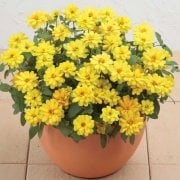 Profusion Double Yellow Katmerli Zinya Çiçeği Fidesi (5 adet)