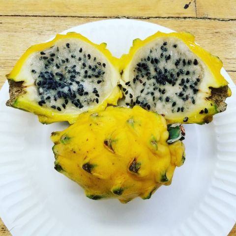 Tüplü Palora Sarı Pitaya Yellow Dragon Fruit Ejder Meyvesi Fidanı