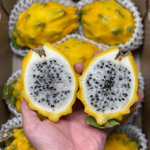 Tüplü Palora Sarı Pitaya Yellow Dragon Fruit Ejder Meyvesi Fidanı