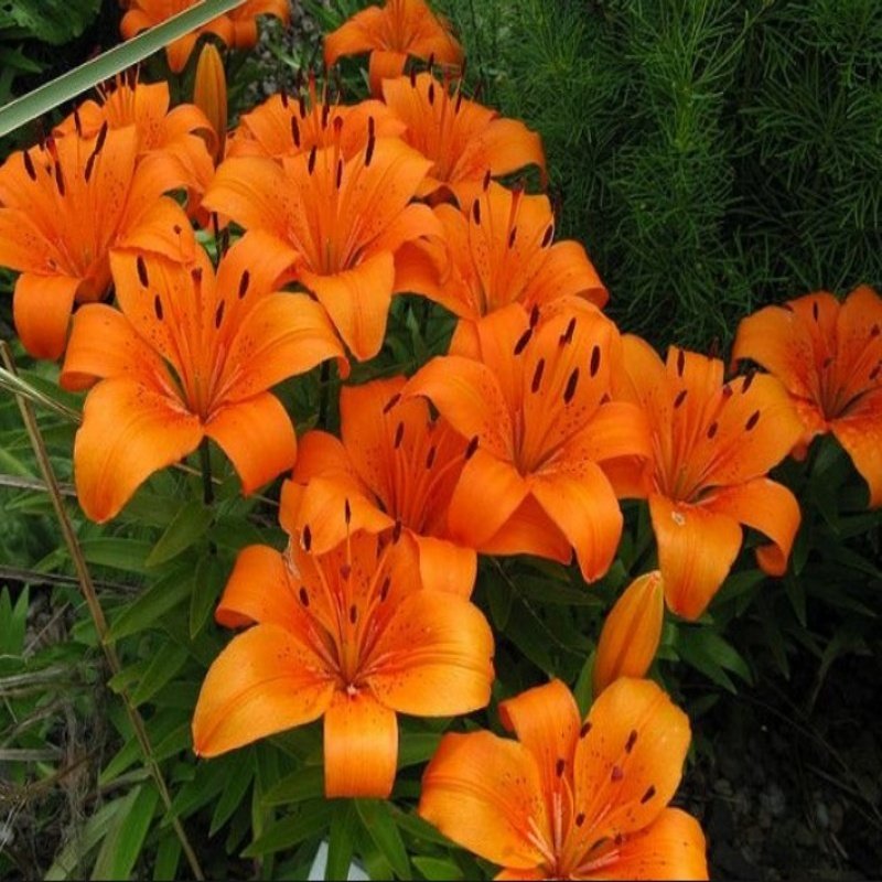 Orange Pixie Lilium Zambak Soğanı (2 adet)