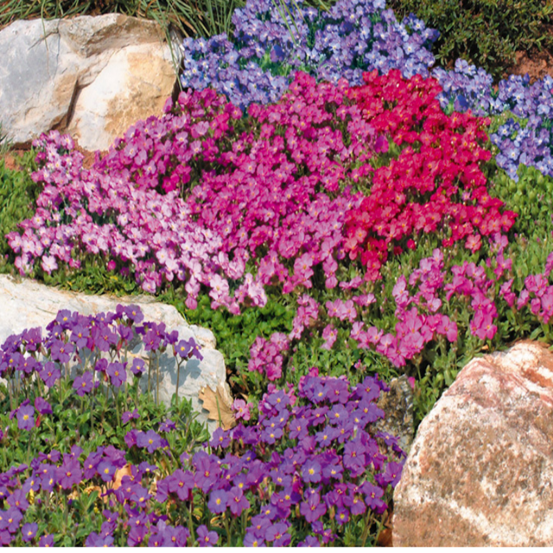Rock Cress Aubrieta Karışık Renkli Obrizya Çiçeği Fidesi (5 adet)