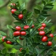 Tüplü Ruscus Aculeatus Kokina Tavşan Memesi Bitkisi Fidanı