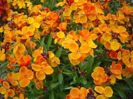 Kokulu Orange İngiliz Şebboy Çiçeği Fidesi (5 adet)