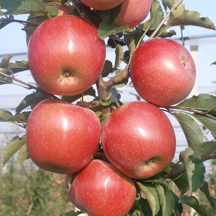 Tüplü Yarıbodur Fuji Kiku Elma Fidanı