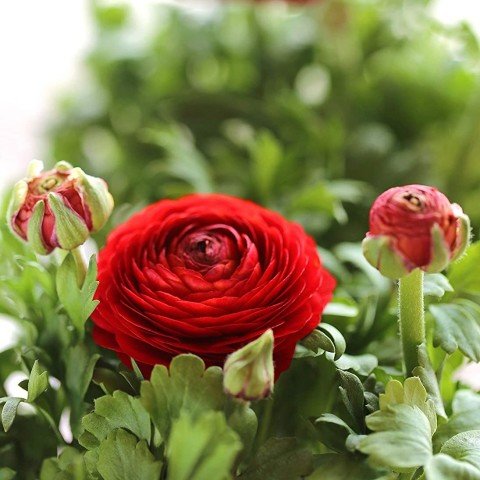 Saksıda Red Love Düğün - Şakayık Çiçeği Sınırlı Stok