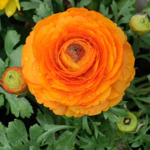 Saksıda Orange Beauty Turuncu Renkli Düğün - Şakayık Çiçeği Sınırlı Stok